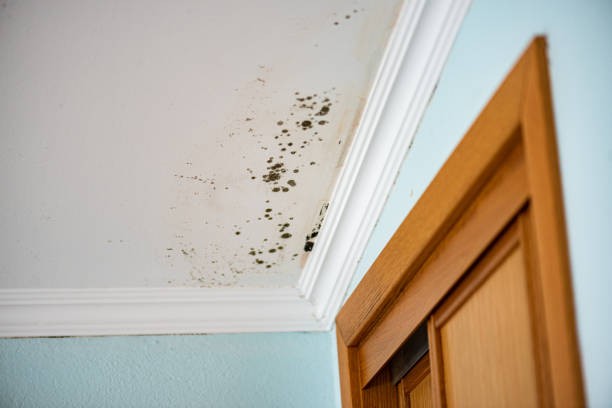 Best Mold Damage Repair  in Hoyt Lakes, MN
