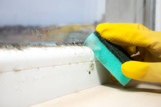 Best Black Mold Removal  in Hoyt Lakes, MN