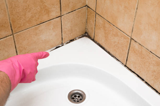 Best Toxic Mold Removal  in Hoyt Lakes, MN